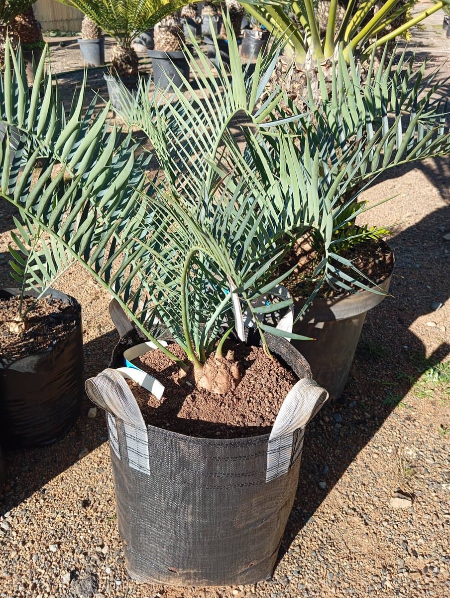 Encephalartos trispinosus