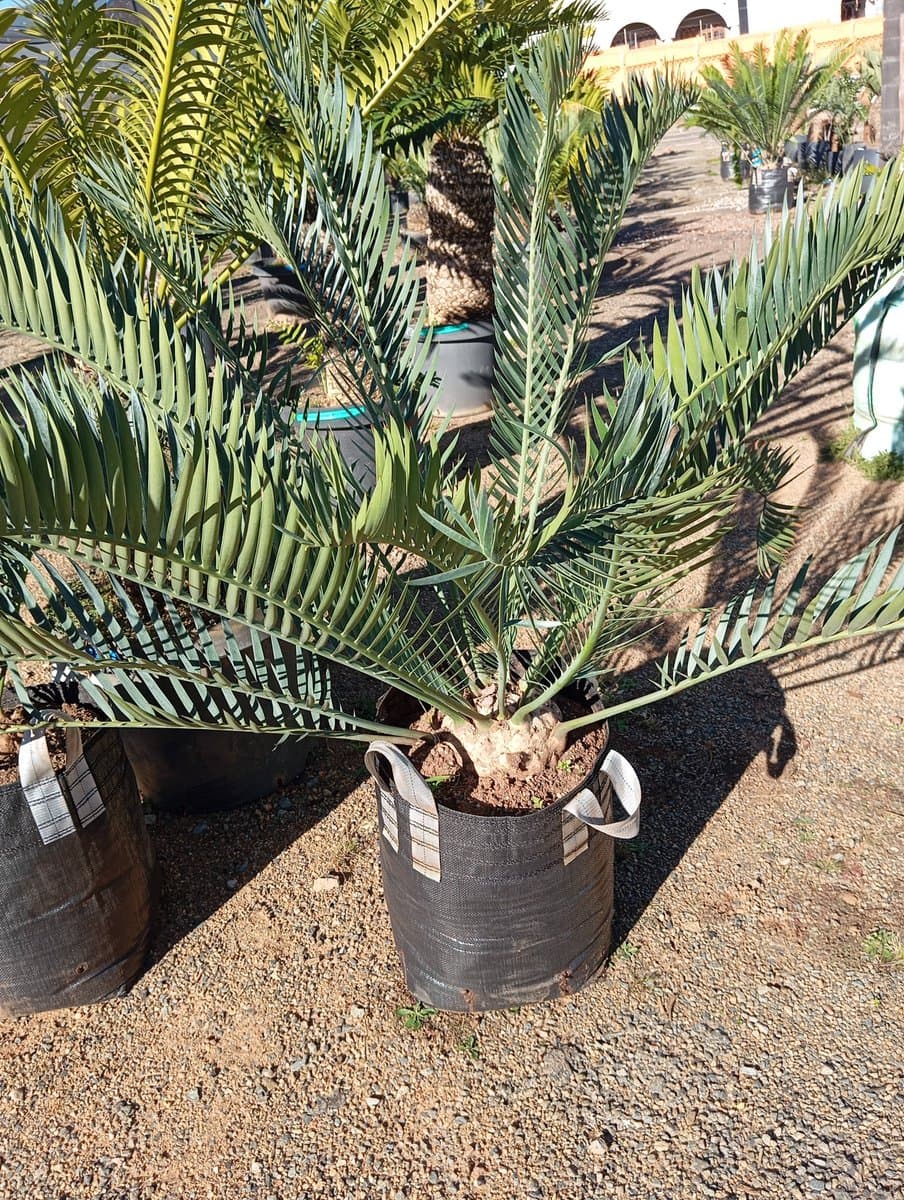 Encephalartos trispinosus