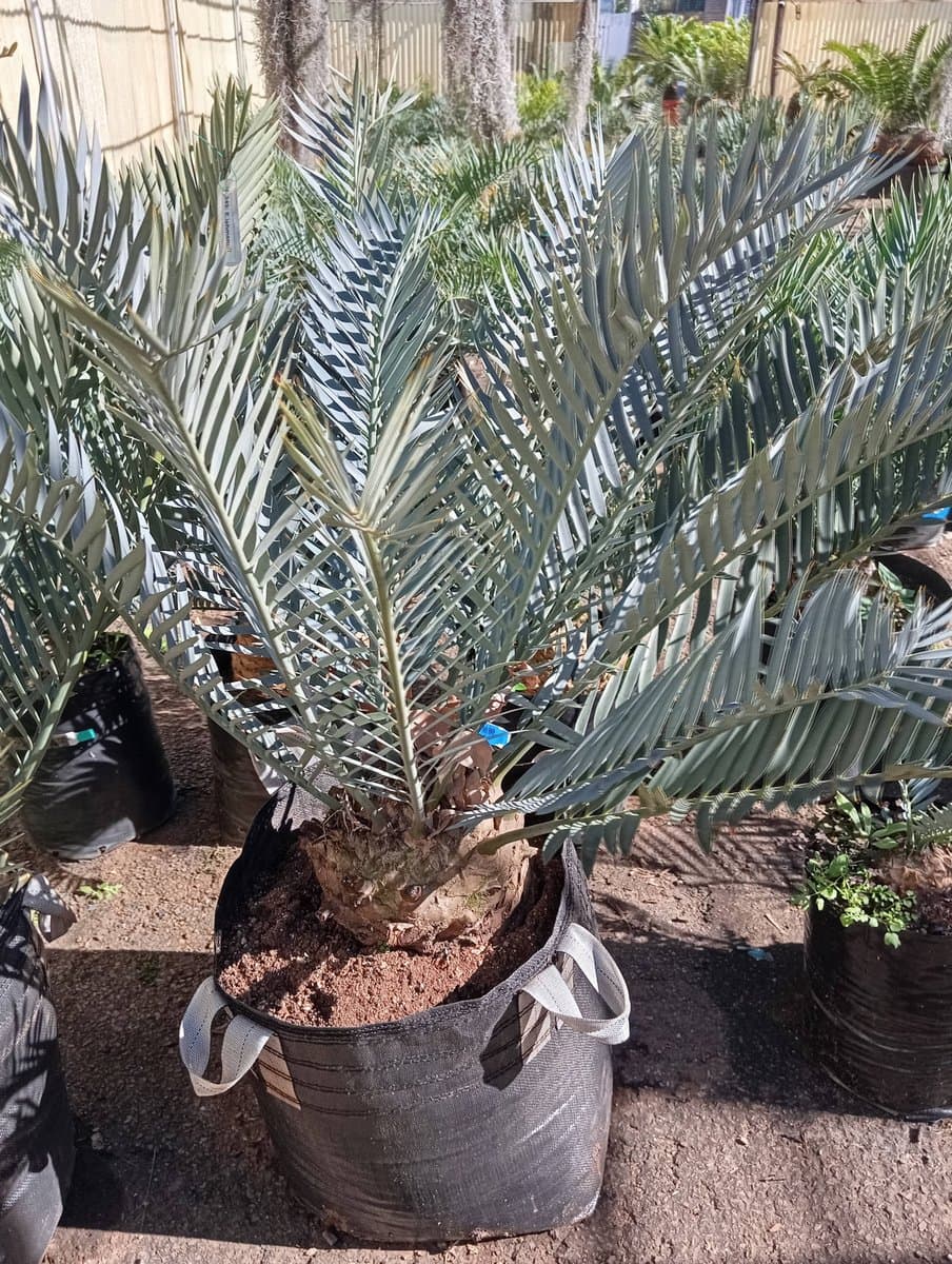 Encephalartos lehmannii