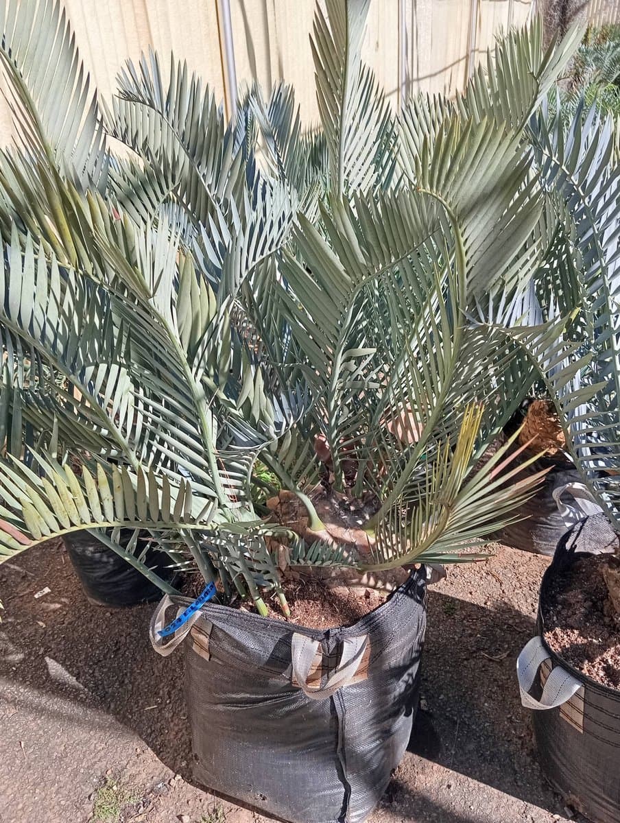 Encephalartos lehmannii