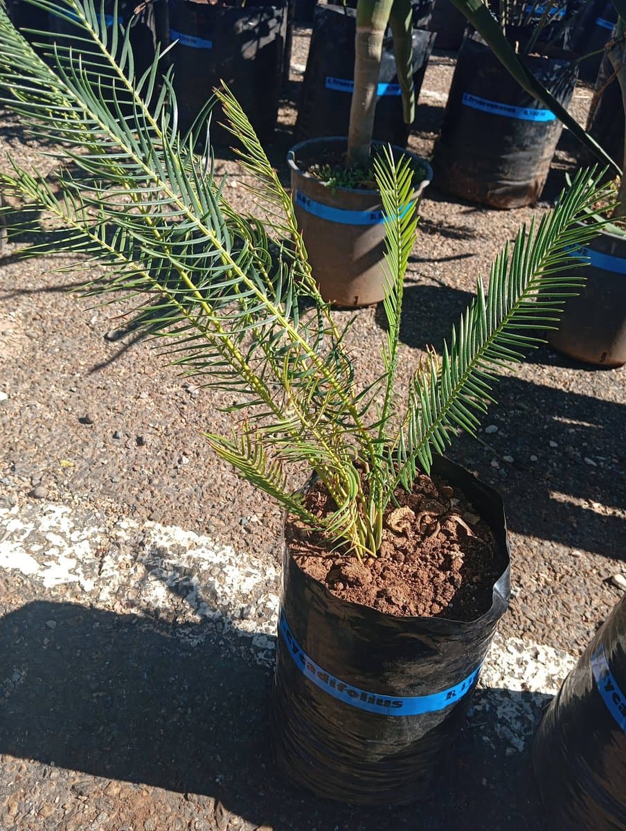 Encephalartos cycadifolius