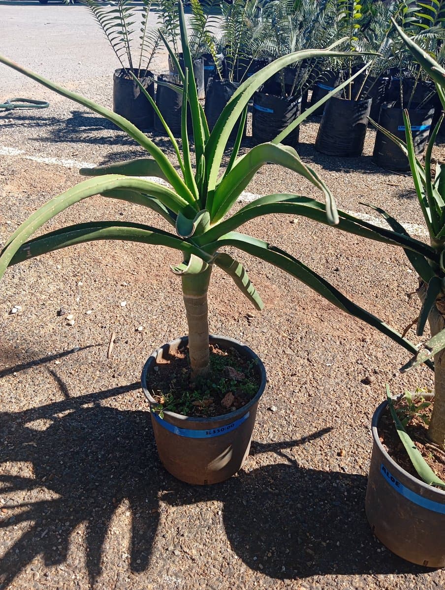 Aloe