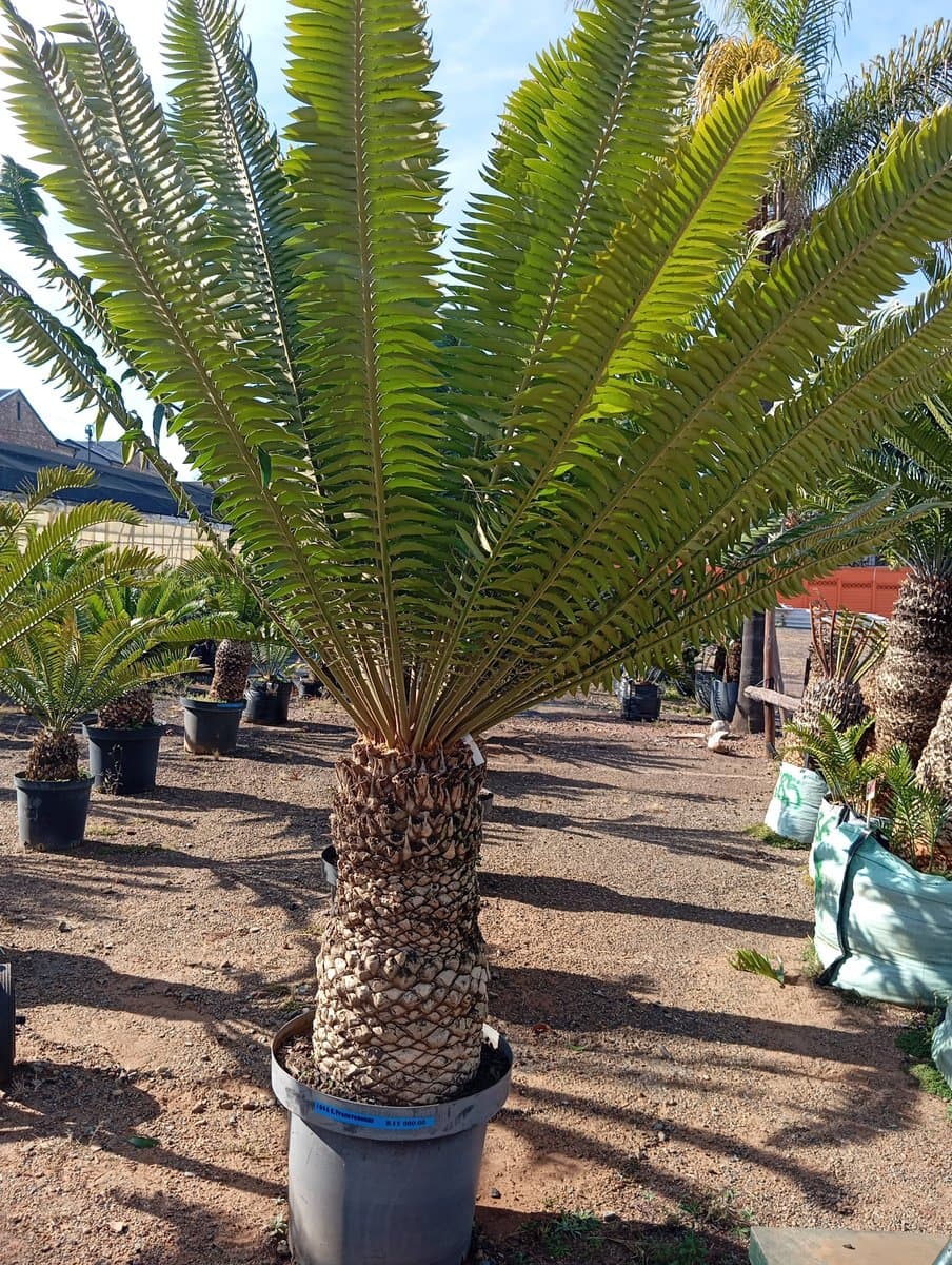 Encephalartos transvenosus