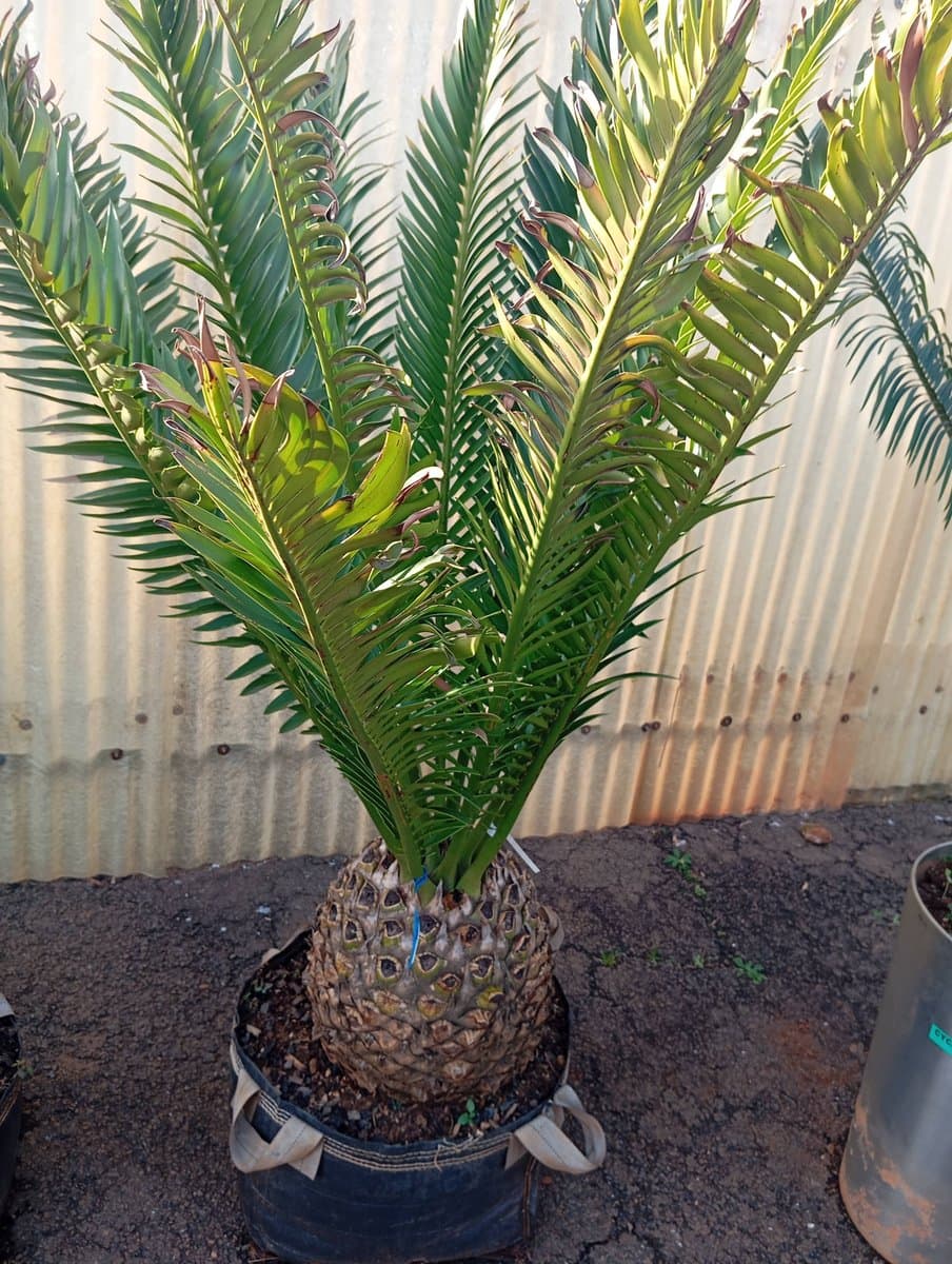 Encephalartos natalensis