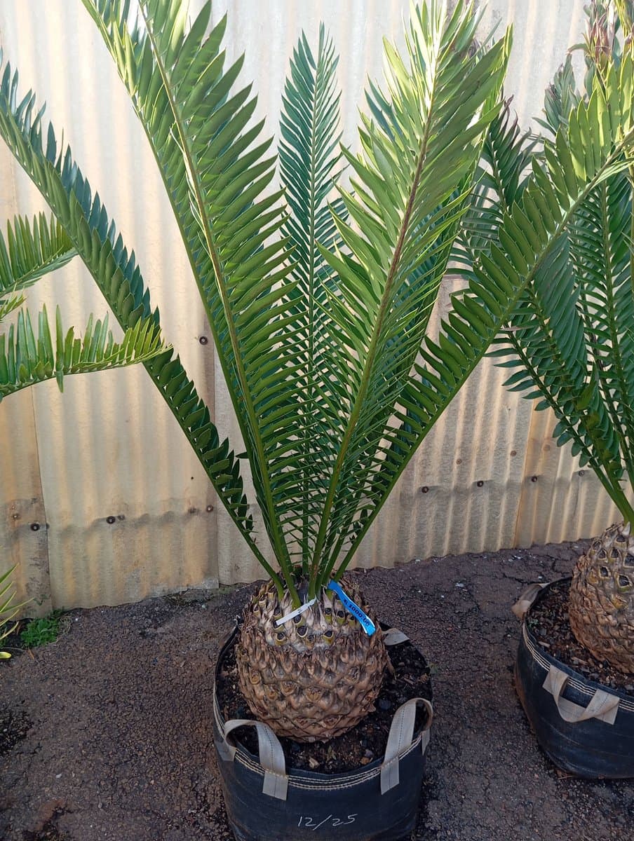 Encephalartos natalensis