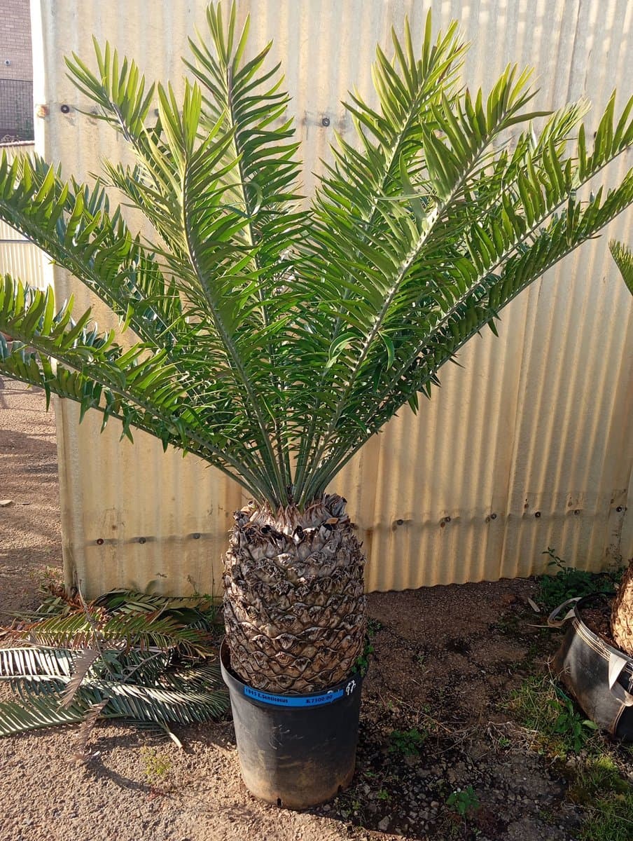 Encephalartos senticosus