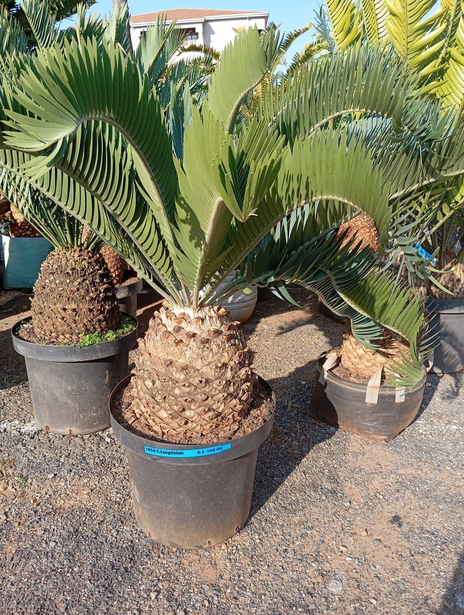 Encephalartos longifolius