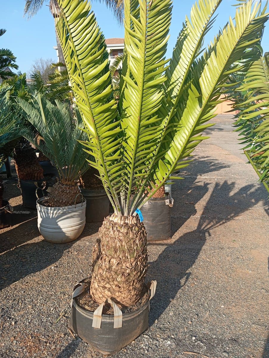 E.Woodii x E.Natalensis
