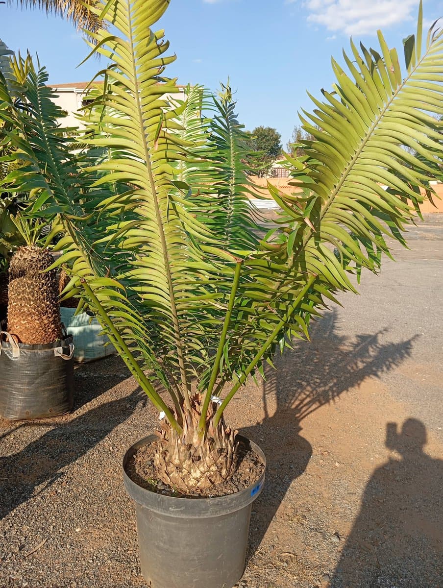 Encephalartos paucidentatus