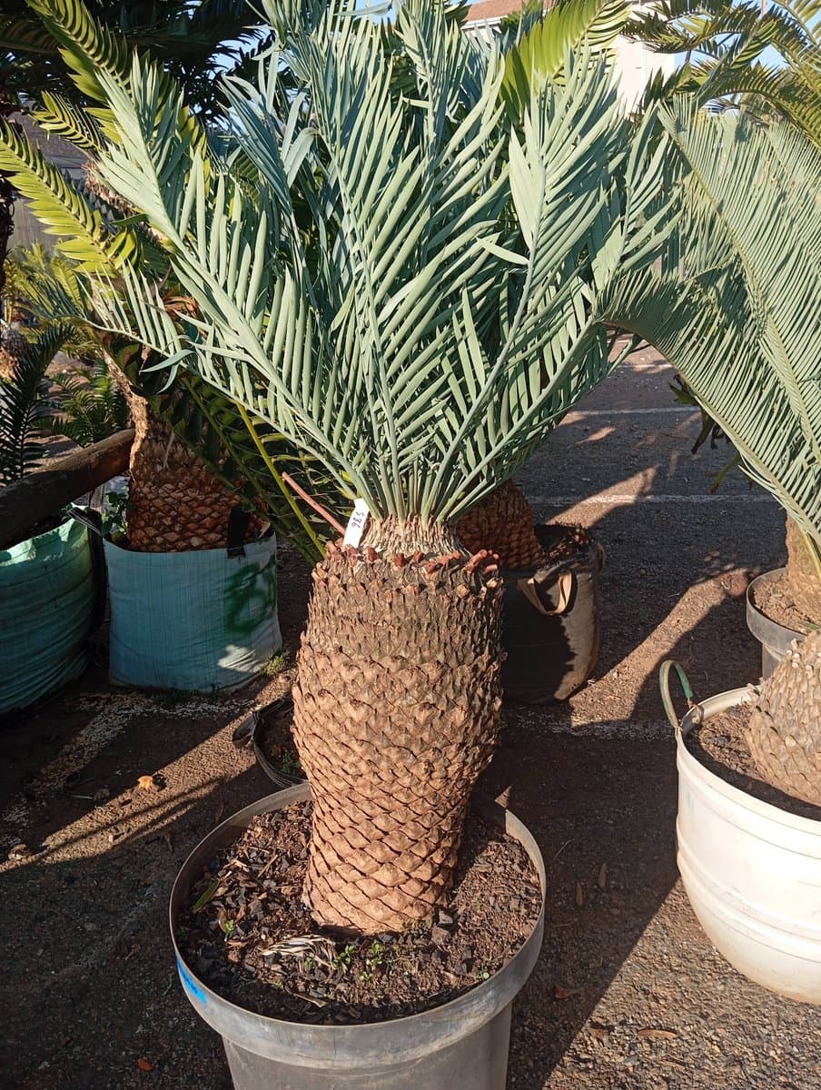Encephalartos princeps