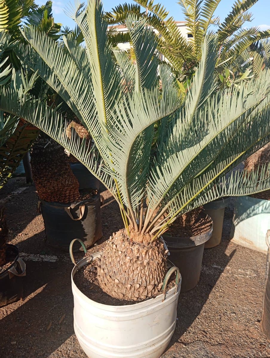 Encephalartos friderici-guilielmii