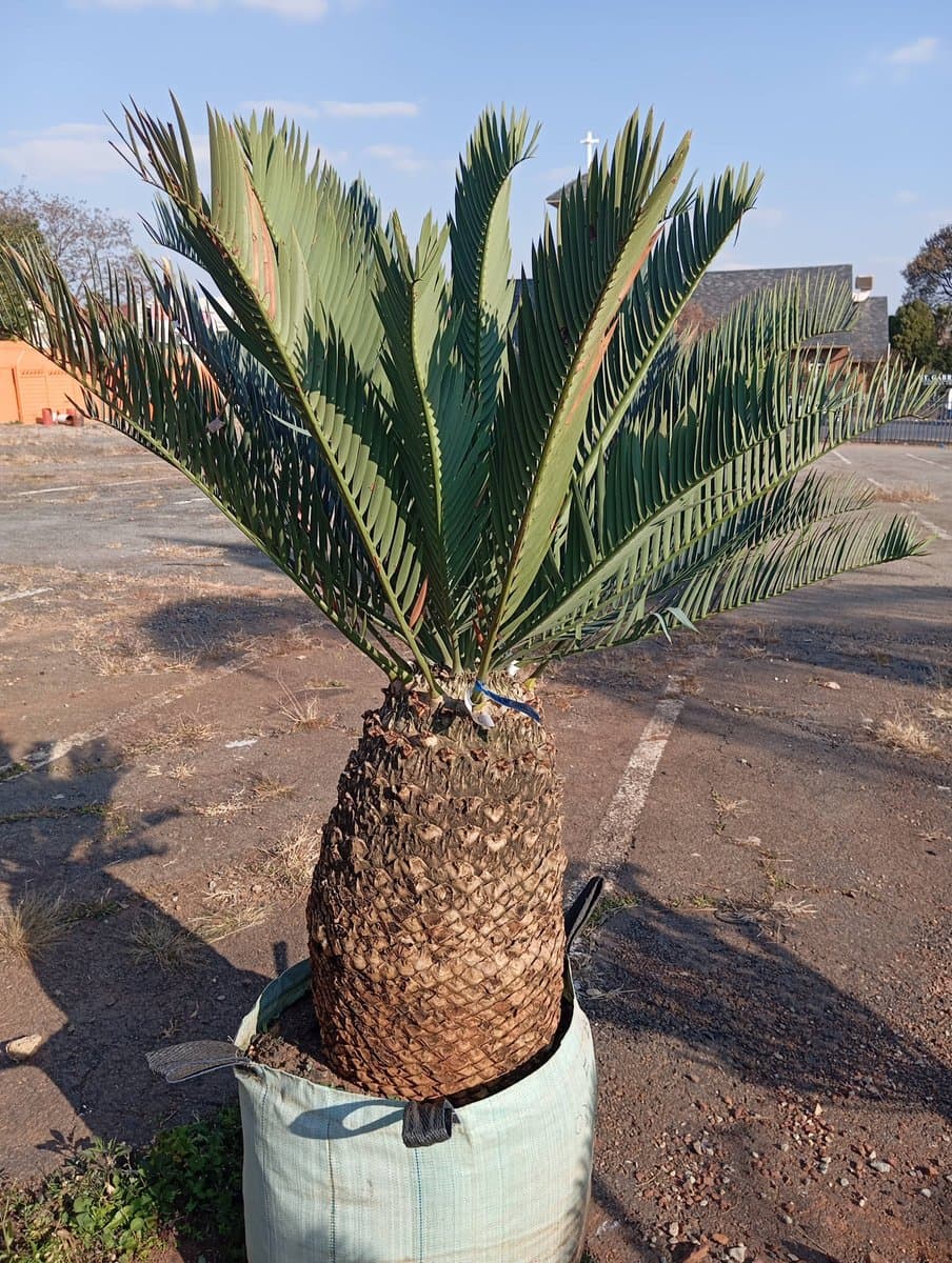 Encephalartos princeps
