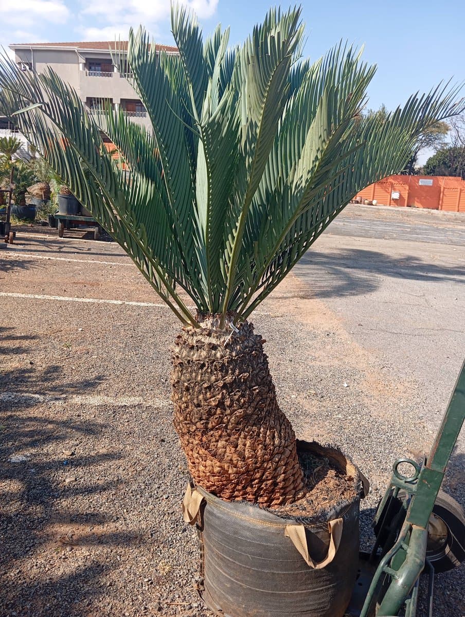 Encephalartos princeps