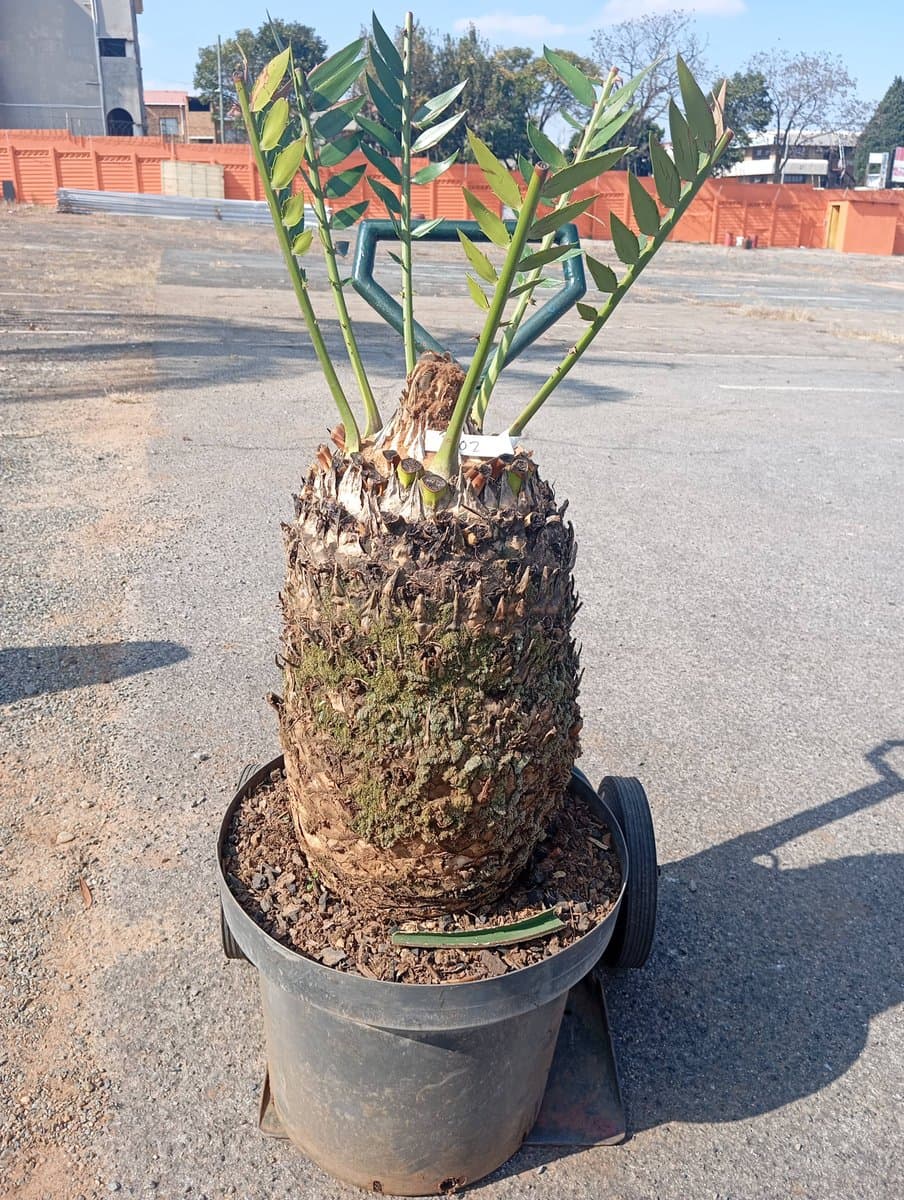 Encephalartos natalensis