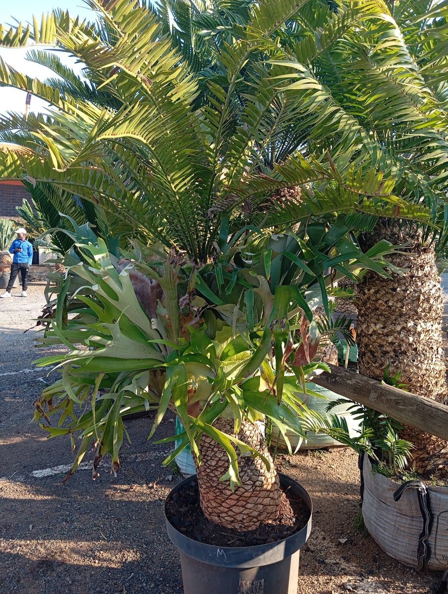Encephalartos lebomboensis
