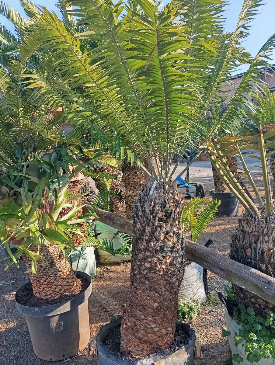 Encephalartos paucidentatus
