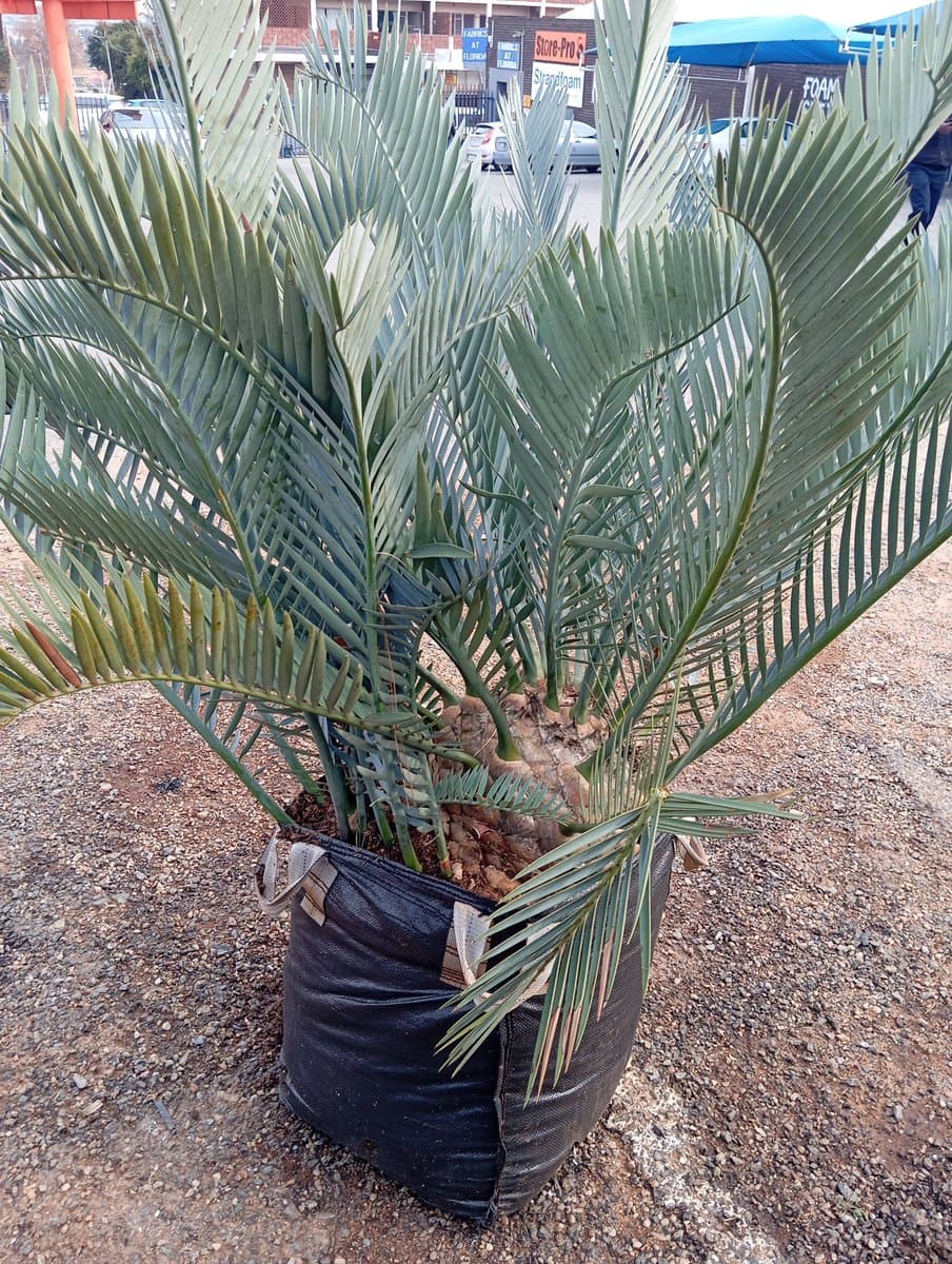 Encephalartos lehmannii