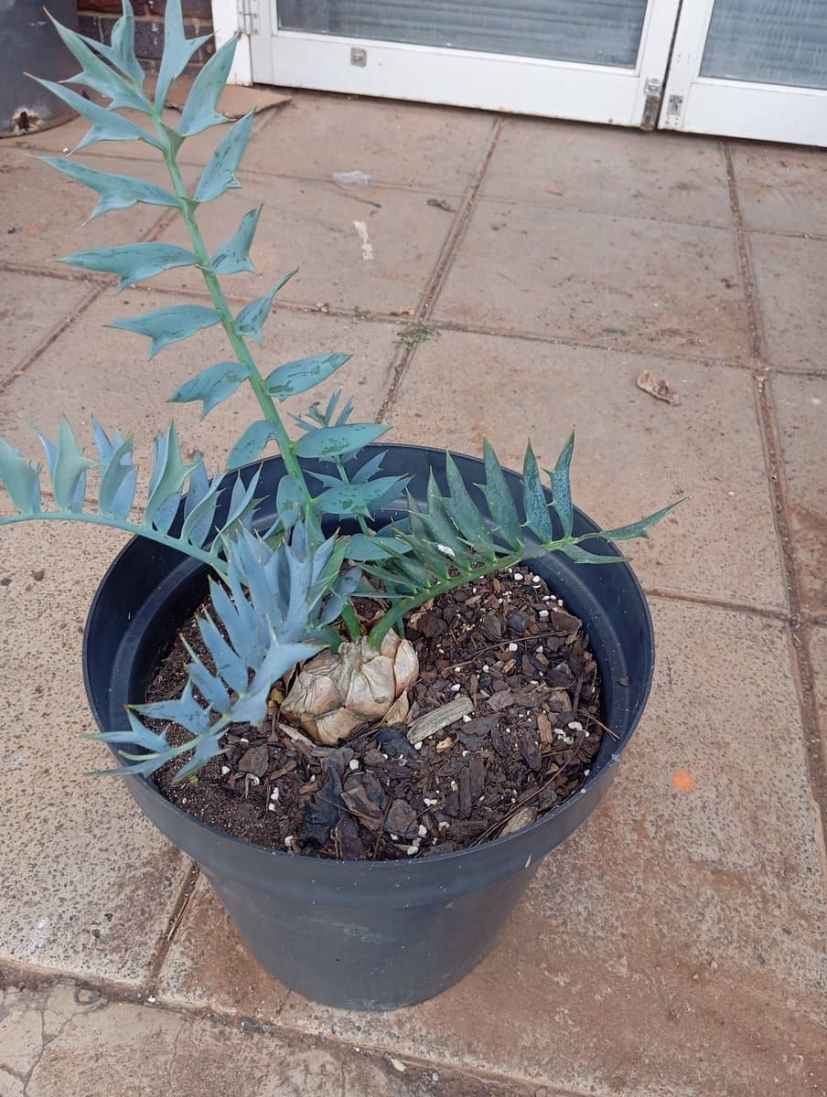 Encephalartos horridus