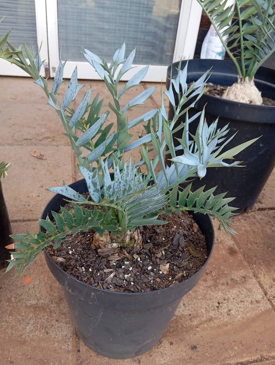 Encephalartos horridus