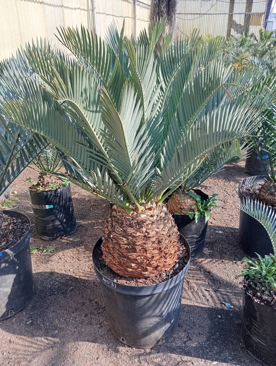 Encephalartos lehmannii