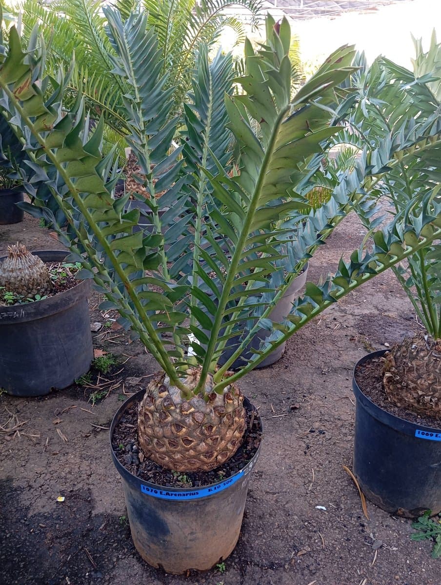 Encephalartos arenarius