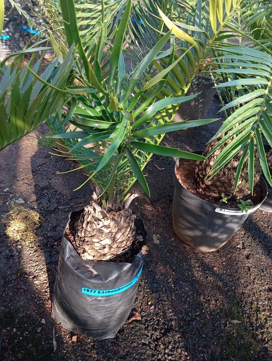Encephalartos lebomboensis