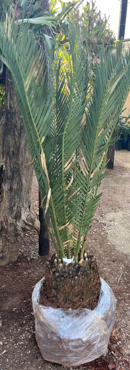 Encephalartos dyerianus