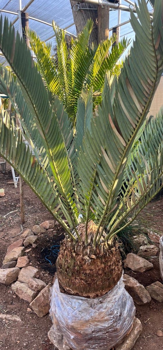 Encephalartos eugene-maraisii