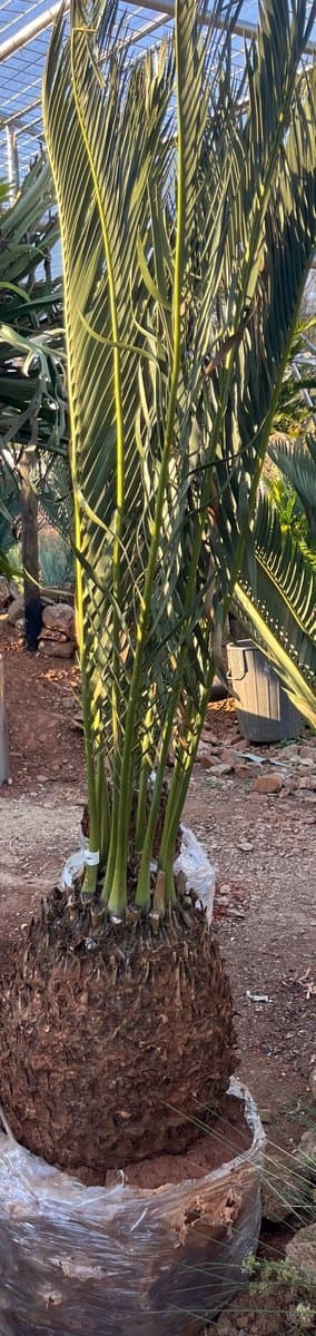 Encephalartos middelburgensis
