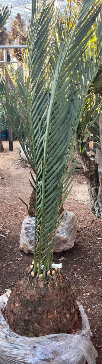 Encephalartos dyerianus