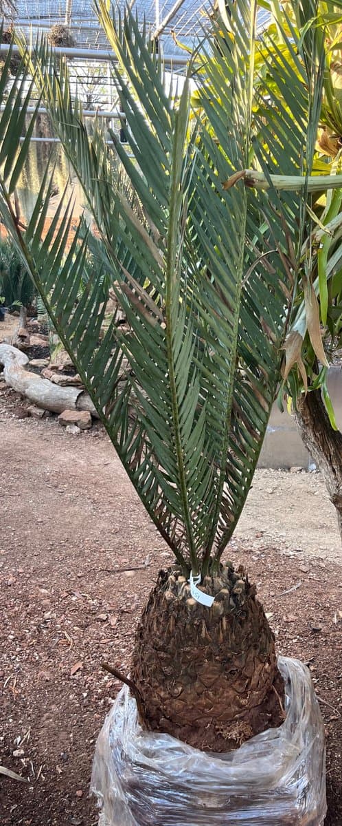 Encephalartos dyerianus