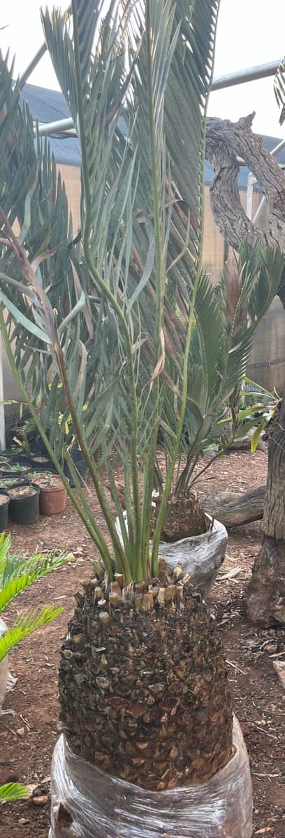 Encephalartos middelburgensis