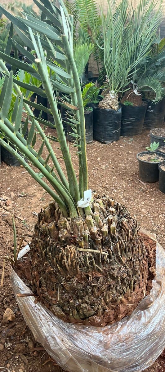 Encephalartos nubimontanus