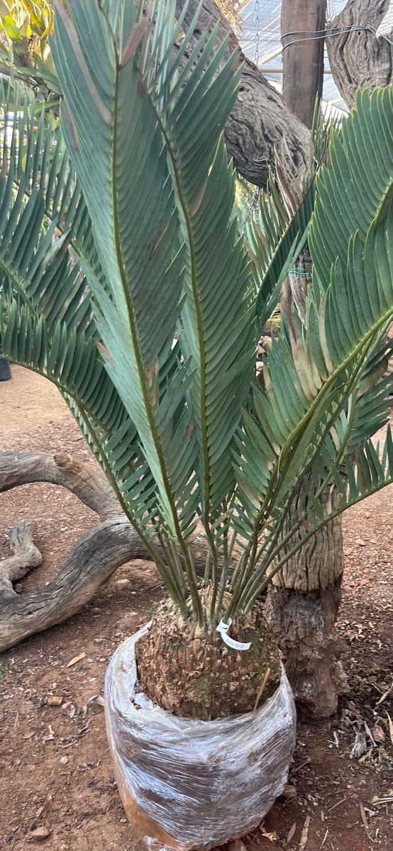 Encephalartos eugene-maraisii