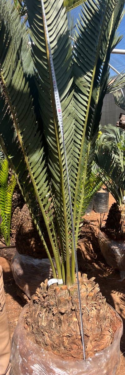 Encephalartos nubimontanus