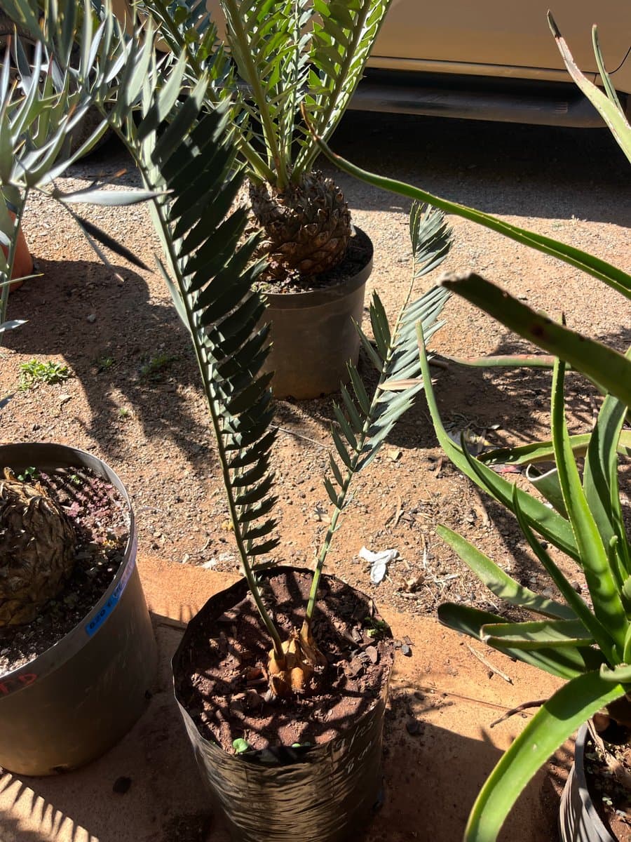 Encephalartos Nubimontanus Robusta