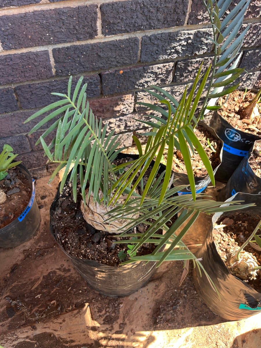 Encephalartos inopinus