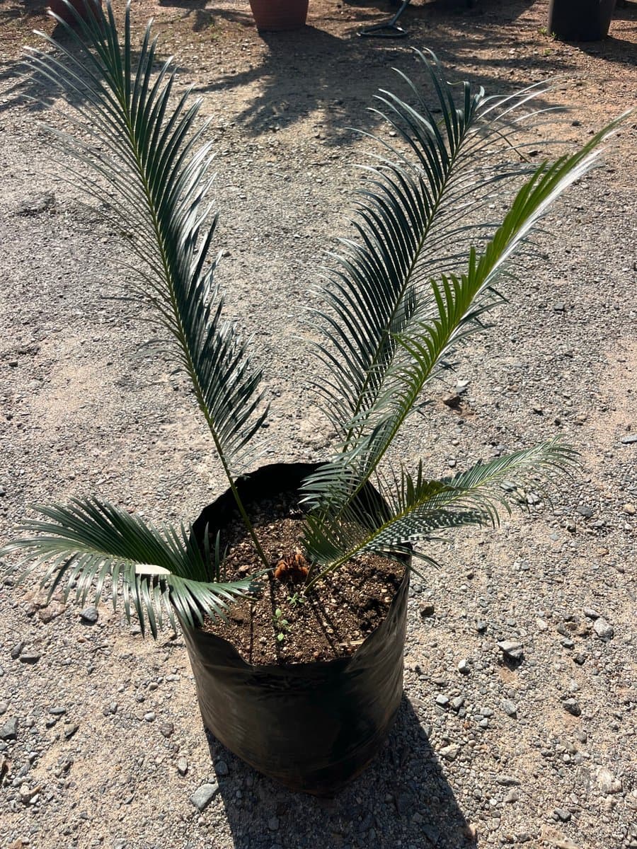 Cycas Panzhihuansis