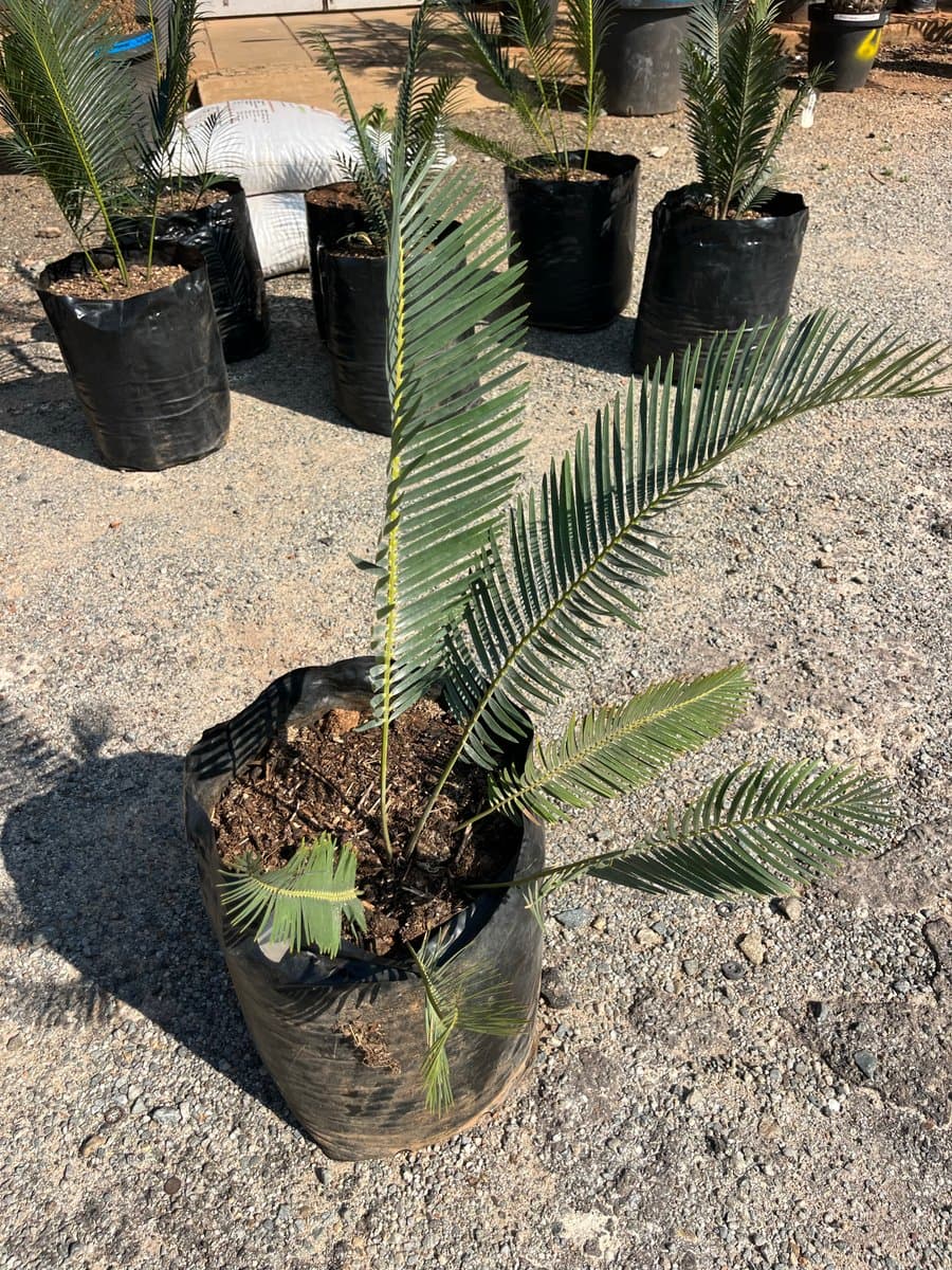 Encephalartos laevifolius