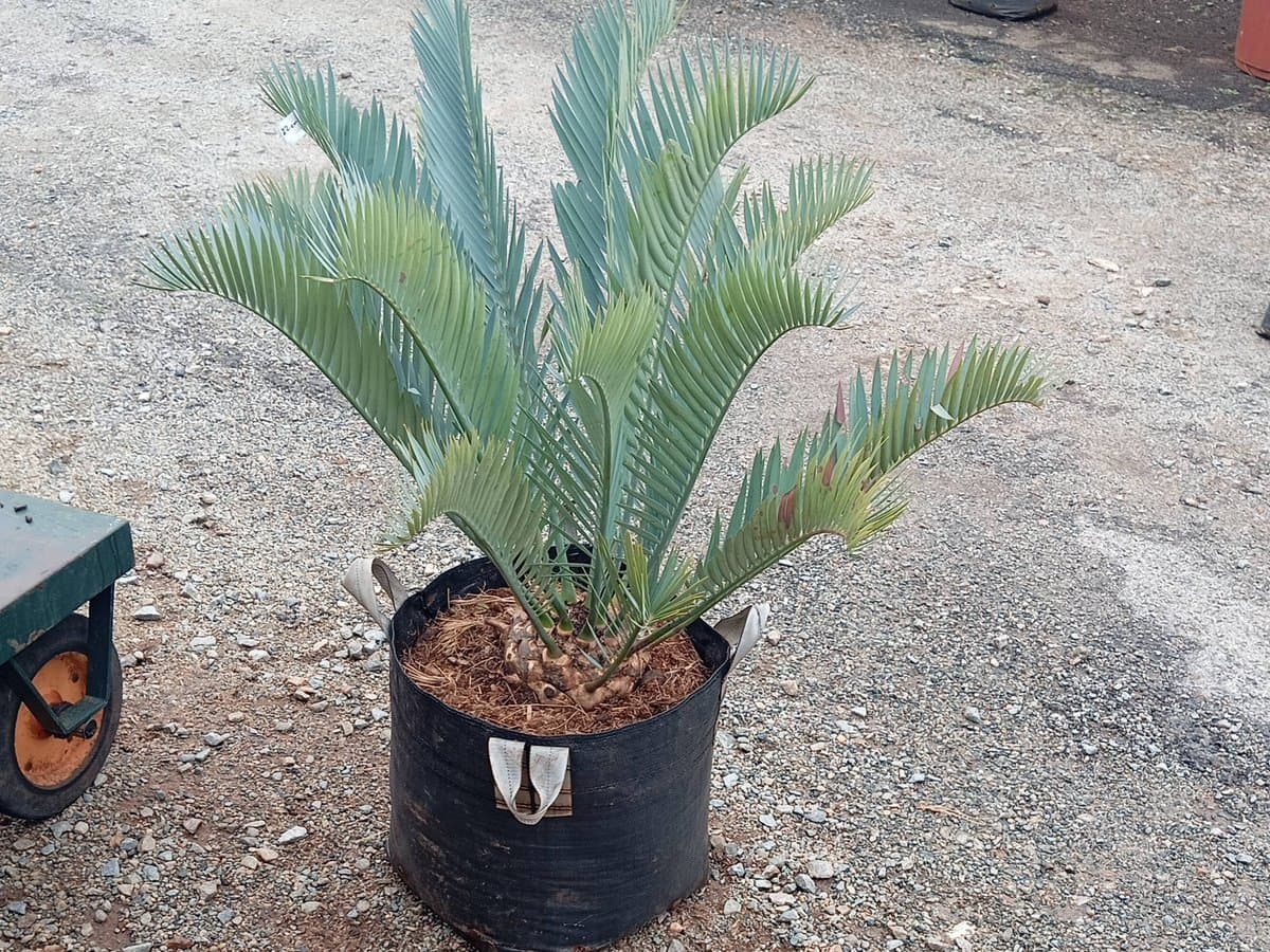 Encephalartos lehmannii