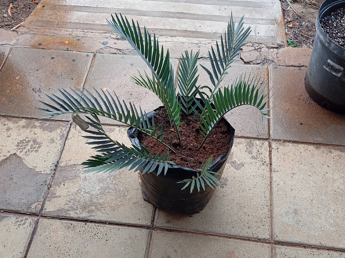 Encephalartos princeps