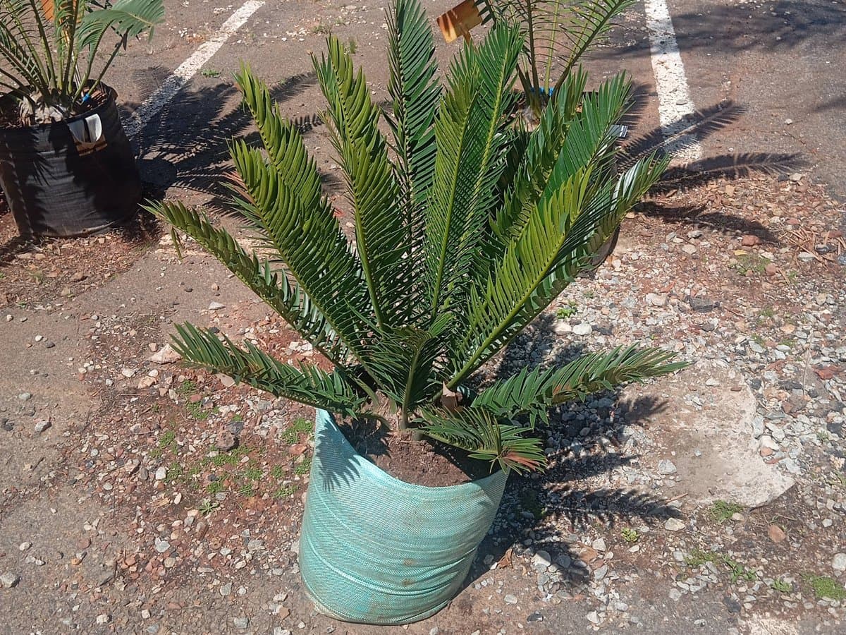Encephalartos lebomboensis