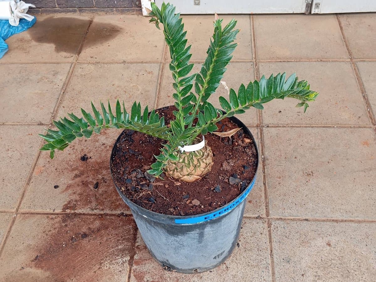 Encephalartos latifrons