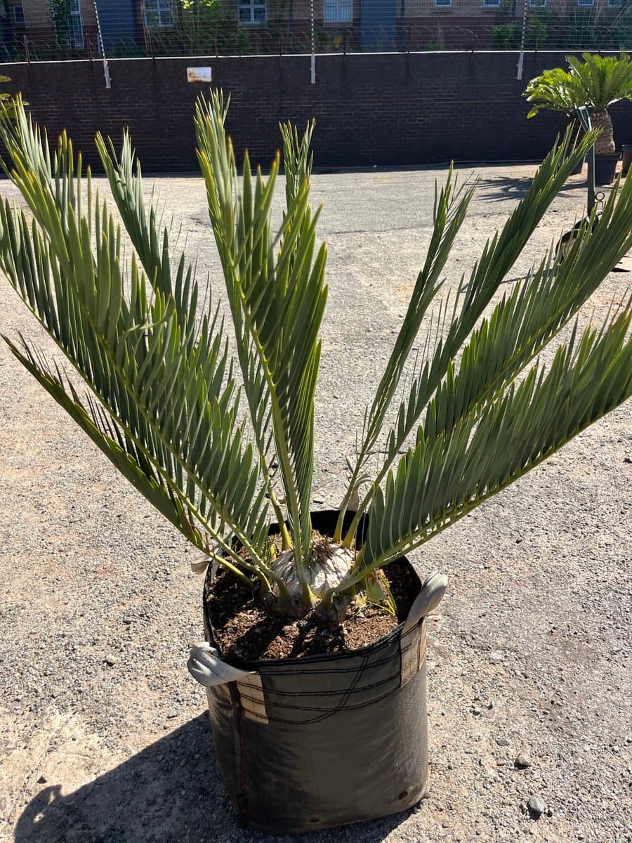 E Middelburgensis oliefants revier