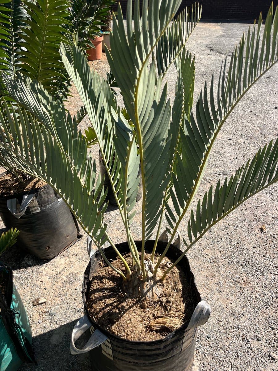 Encephalartos eugene-maraisii