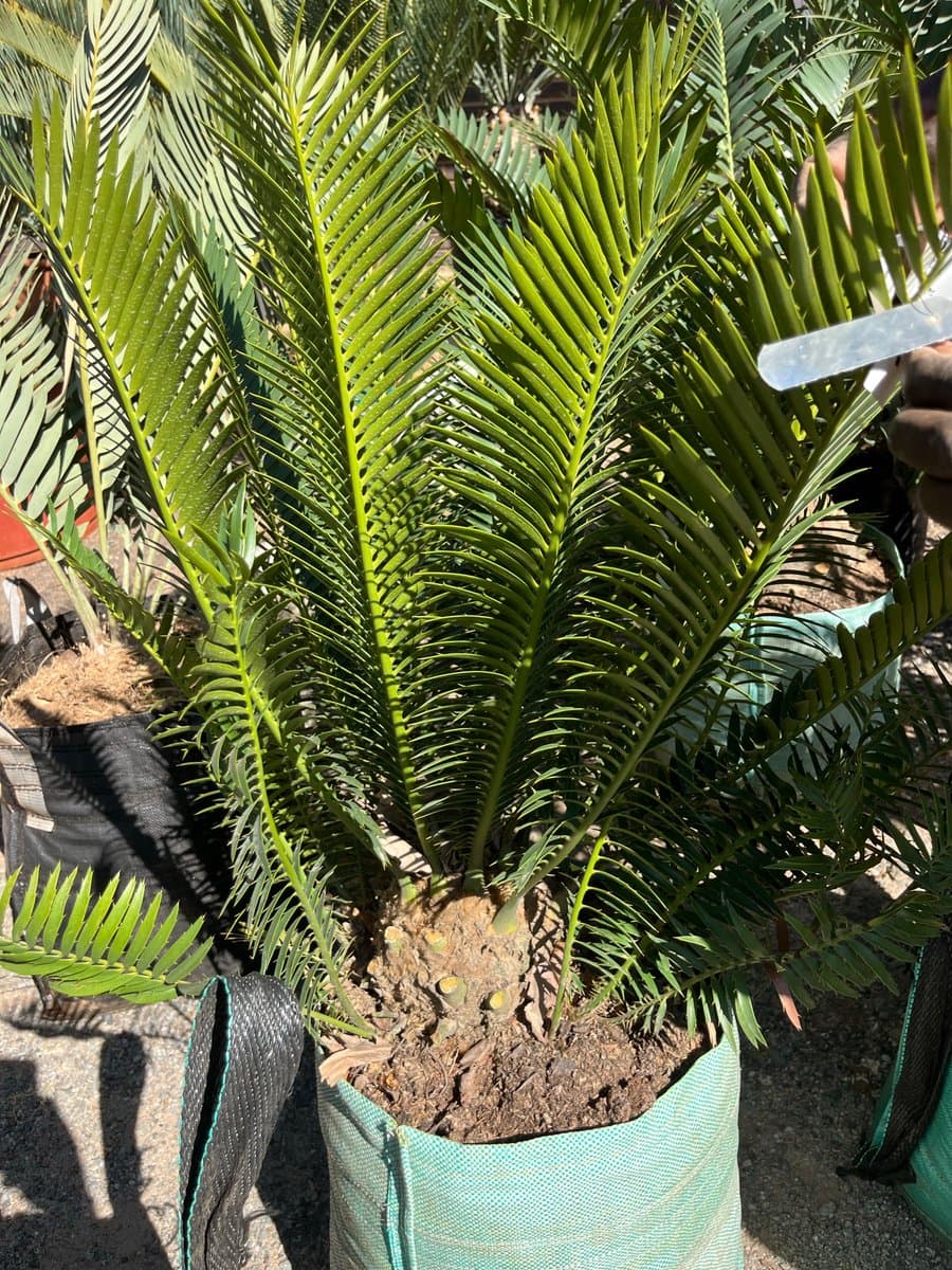 E.Pietretief