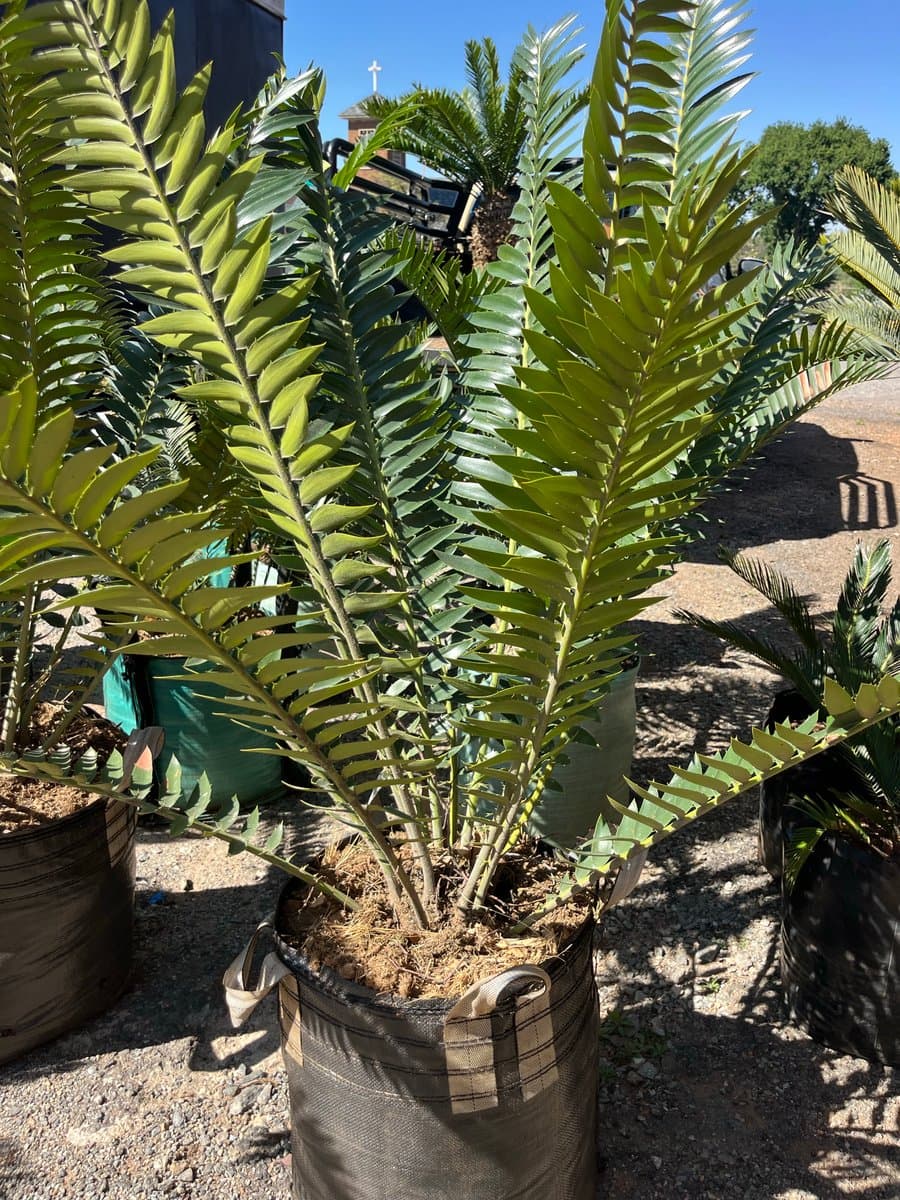Encephalartos transvenosus