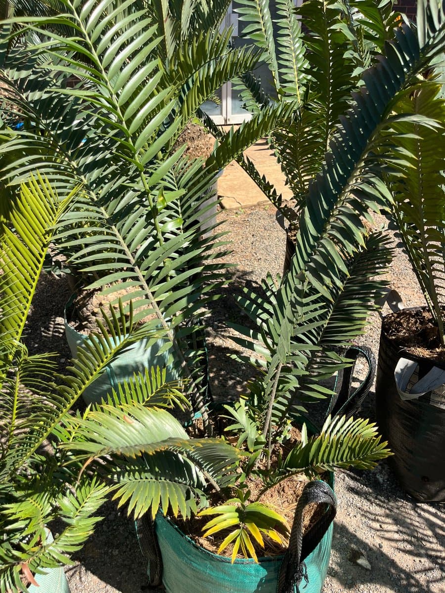 Encephalartos villosus
