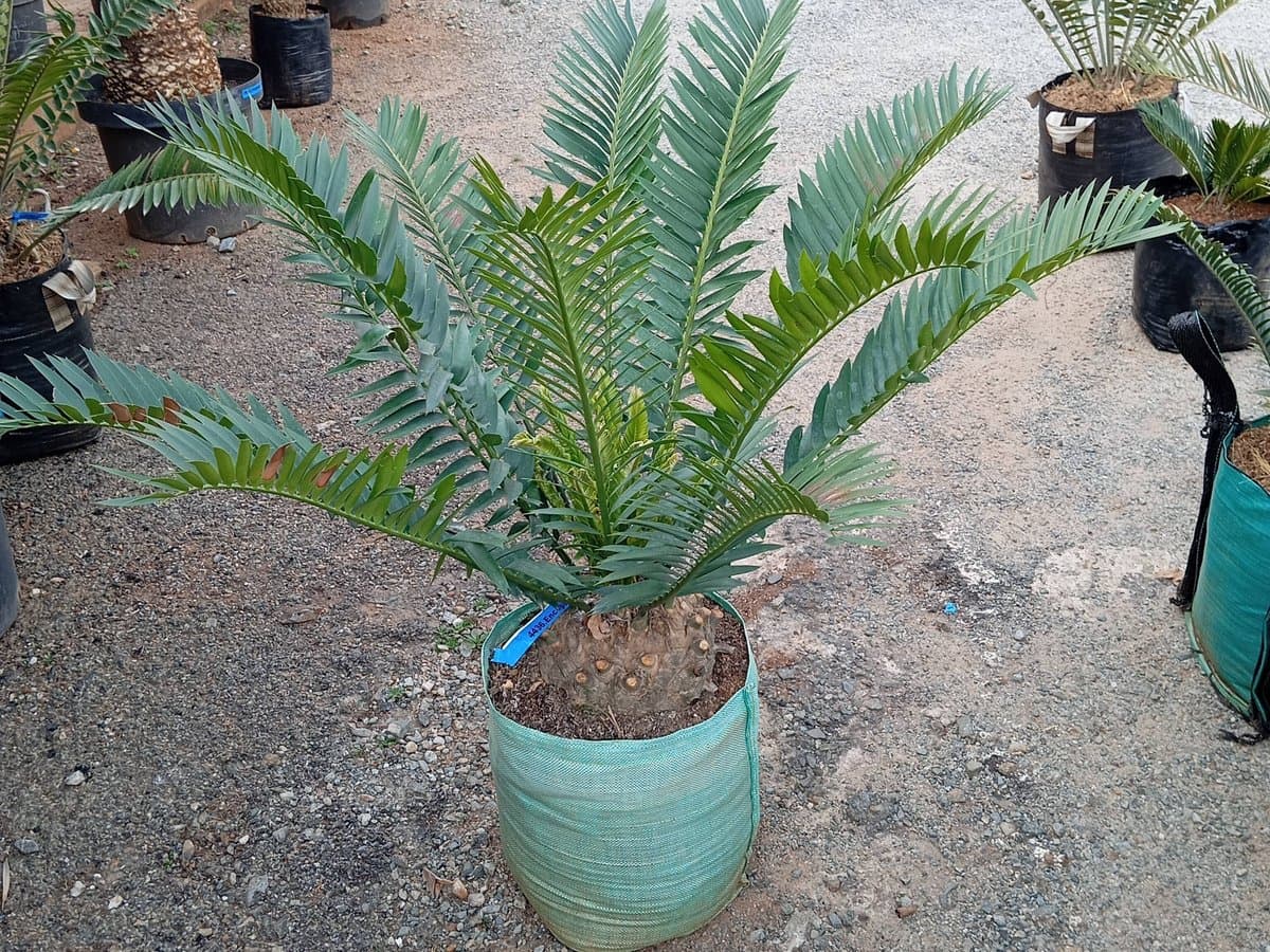 Encephalartos