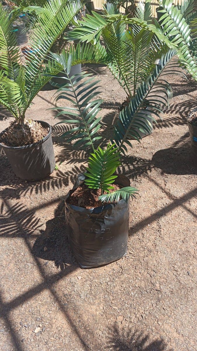 Encephalartos umbeluziensis